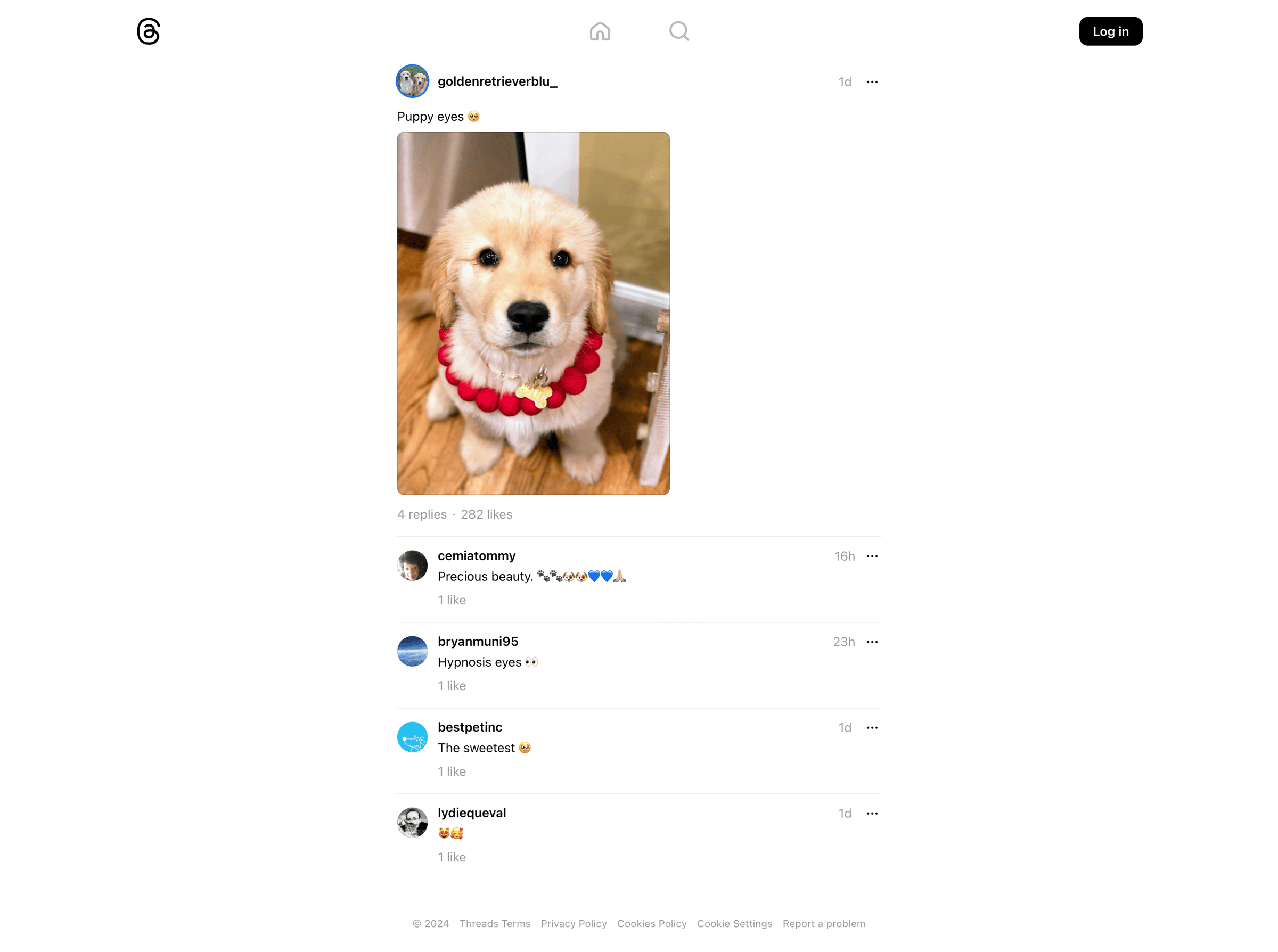Threads - @goldenretrieverblu_ • Puppy eyes | • Threads screen